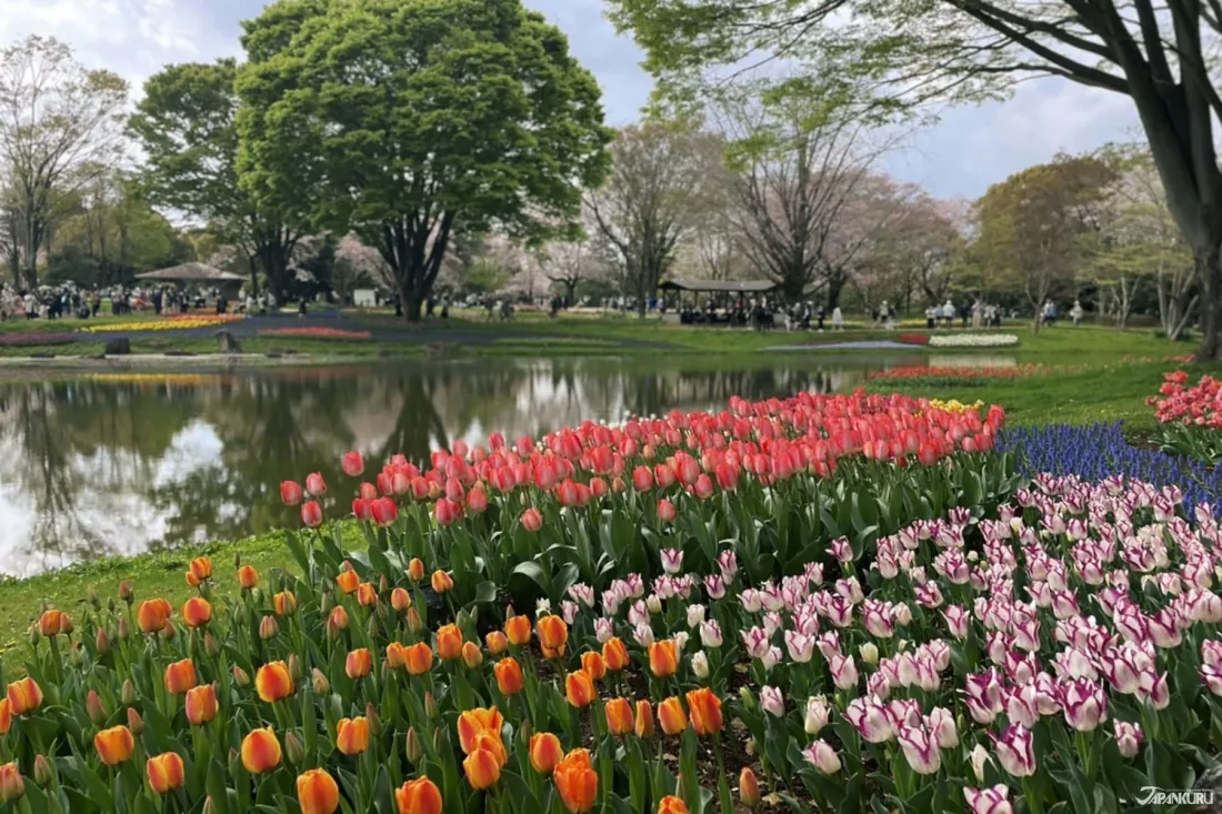 【2026.4.4-7】鎌倉スラムダンク聖地の混雑対策｜ユニクロがダナン初進出｜フランスでトレンド「嵐観光」が流行｜米のウベ旋風と供給問題
